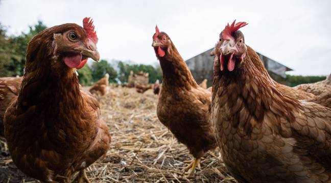 Grippe aviaire : Des foyers recensés en Belgique, près de la frontière avec la France