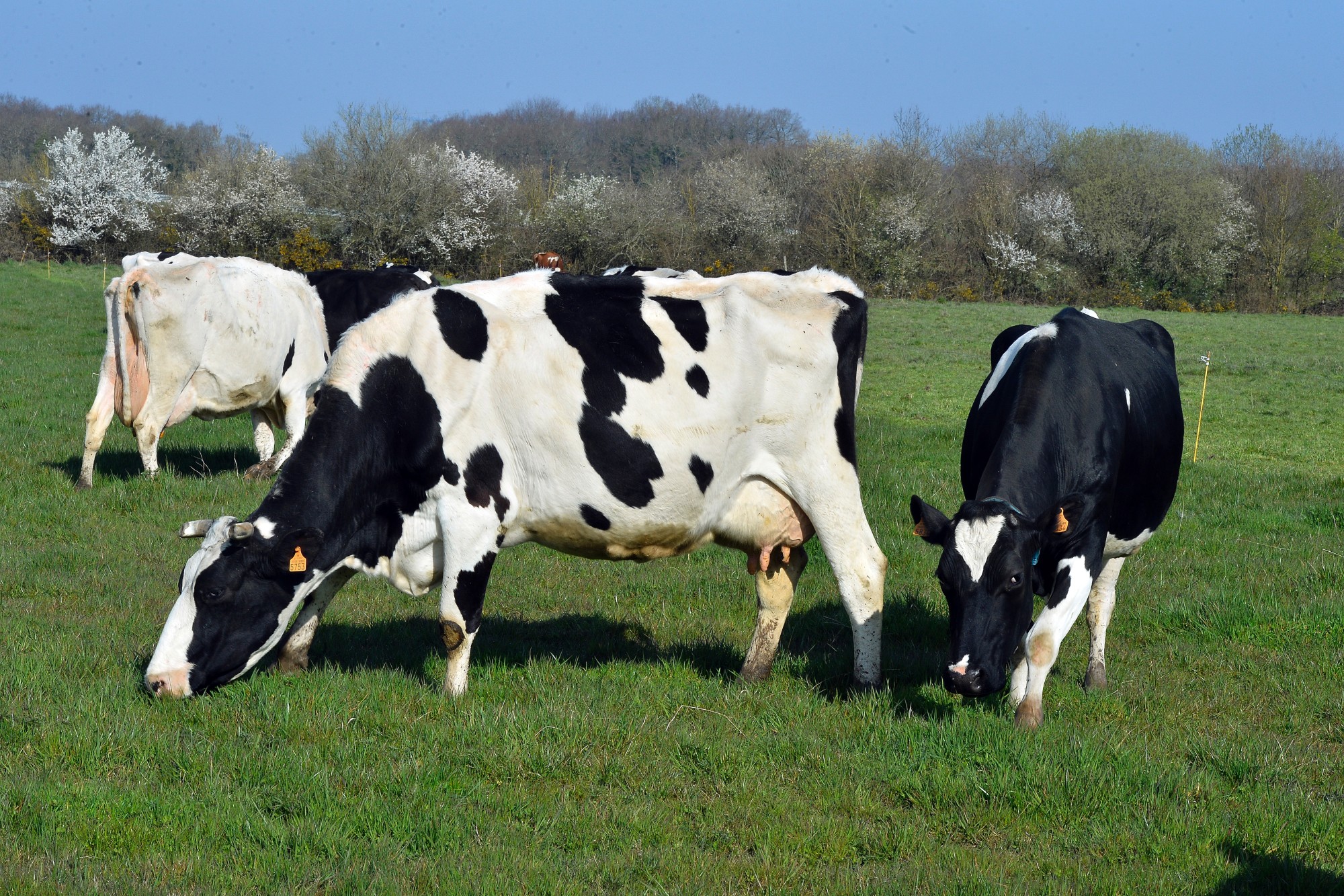 Maltraitance animale : une nouvelle ferme de l’horreur près de Lille ?